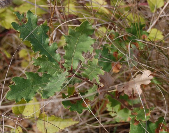 Quercus pubescens Willd Fagaceae - Chêne blanc