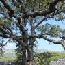 Quercus suber L. Fagaceae- Chêne liège