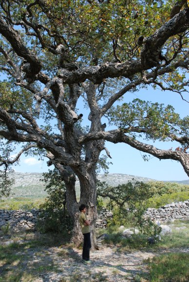 Quercus suber L. Fagaceae- Chêne liège
