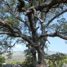 Quercus suber L. Fagaceae- Chêne liège