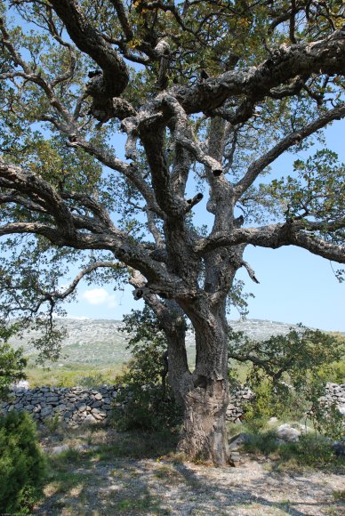 Quercus suber L. Fagaceae- Chêne liège