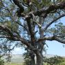 Quercus suber L. Fagaceae- Chêne liège