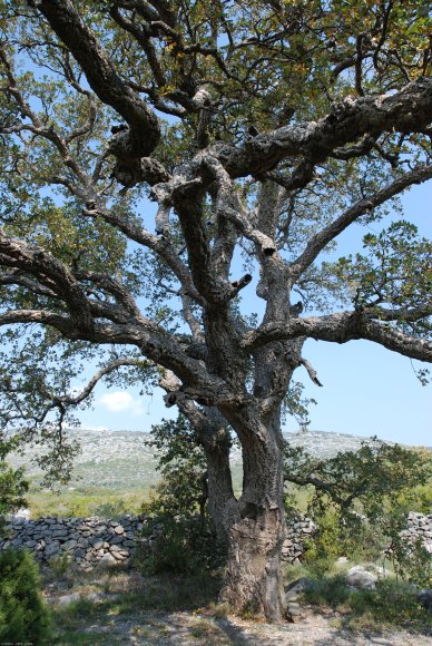 Quercus suber L. Fagaceae- Chêne liège
