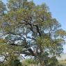 Quercus suber L. Fagaceae- Chêne liège