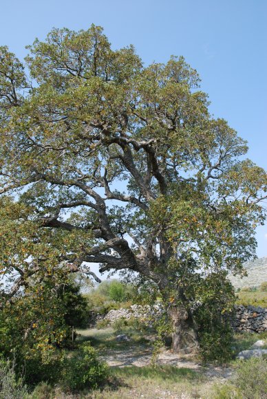 Quercus suber L. Fagaceae- Chêne liège