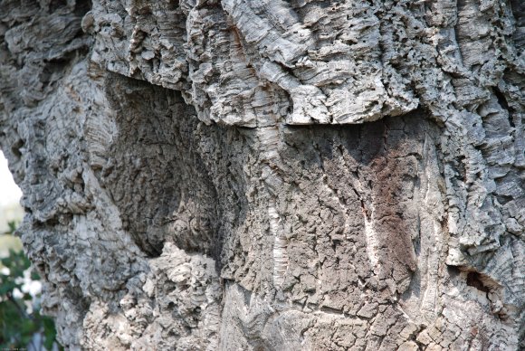 Quercus suber L. Fagaceae- Chêne liège