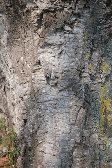 Quercus suber L. Fagaceae- Chêne liège