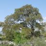 Quercus suber L. Fagaceae- Chêne liège