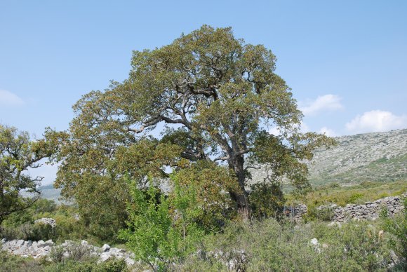 Quercus suber L. Fagaceae- Chêne liège