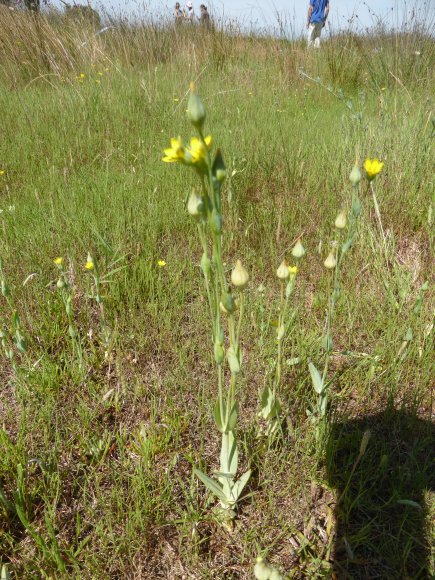 Blackstonia imperfoliata (L.f.) Samp. Gentianaceae Chlore non pe