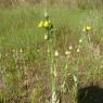 Blackstonia imperfoliata