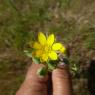 Blackstonia imperfoliata (L.f.) Samp. Gentianaceae Chlore non pe