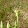 Blackstonia imperfoliata (L.f.) Samp. Gentianaceae Chlore non pe