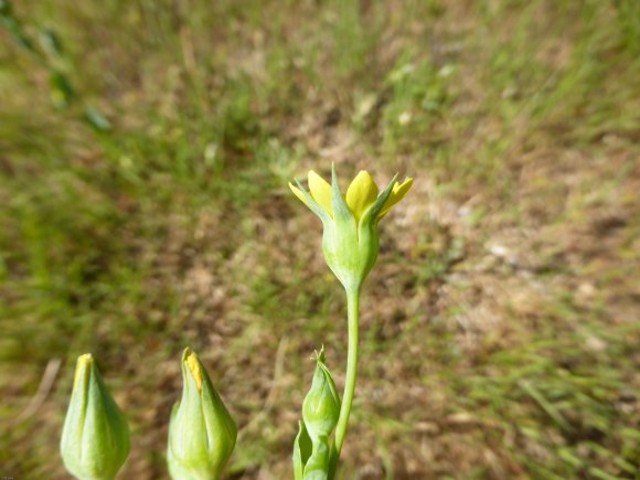 Blackstonia imperfoliata (L.f.) Samp. Gentianaceae Chlore non pe