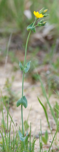 Blackstonia perfoliata (L.) Huds. Gentianaceae - Chlore perfolié