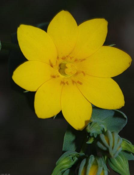 Blackstonia perfoliata (L.) Huds. Gentianaceae - Chlore perfolié