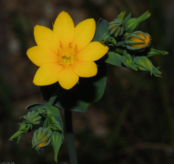 Blackstonia perfoliata (L.) Huds. Gentianaceae - Chlore perfolié