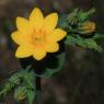 Blackstonia perfoliata (L.) Huds. Gentianaceae - Chlore perfolié