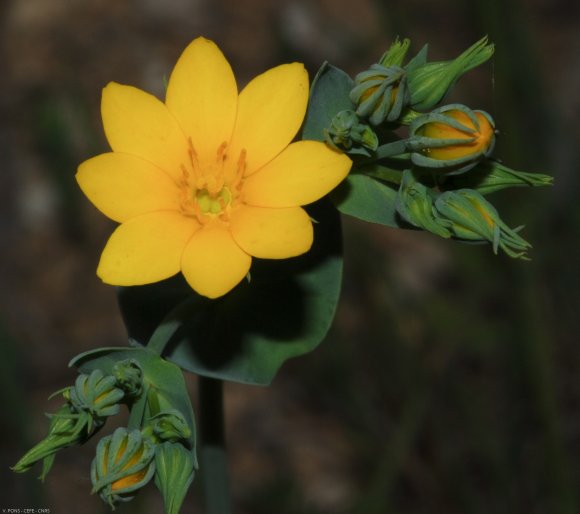 Blackstonia perfoliata (L.) Huds. Gentianaceae - Chlore perfolié