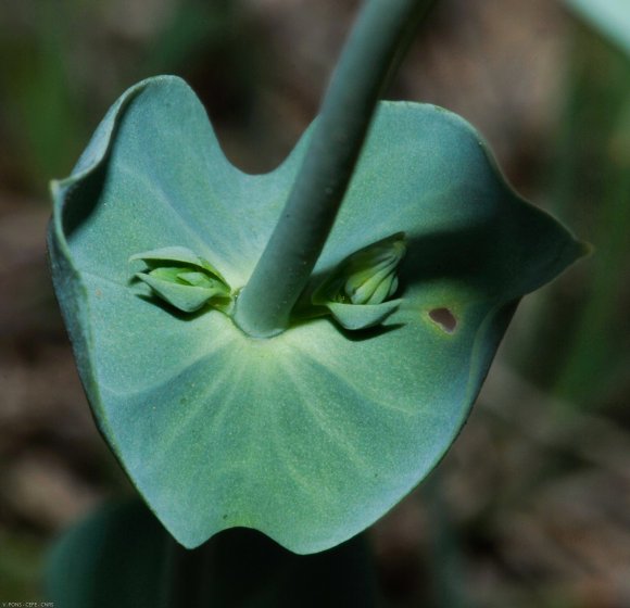 Blackstonia perfoliata (L.) Huds. Gentianaceae - Chlore perfolié