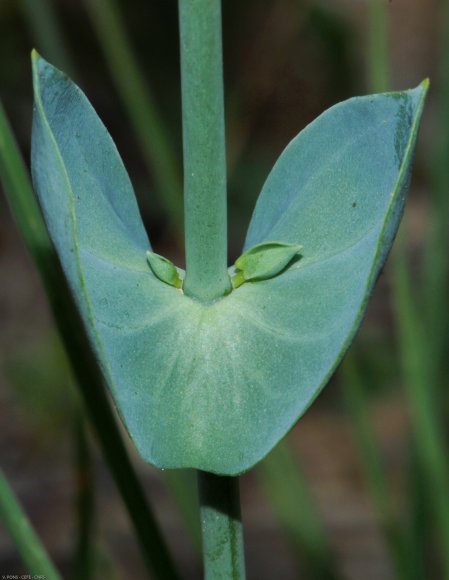 Blackstonia perfoliata (L.) Huds. Gentianaceae - Chlore perfolié