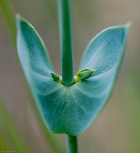 Blackstonia perfoliata (L.) Huds. Gentianaceae - Chlore perfolié