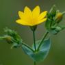 Blackstonia perfoliata (L.) Huds. Gentianaceae - Chlore perfolié