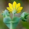 Blackstonia perfoliata (L.) Huds. Gentianaceae - Chlore perfolié