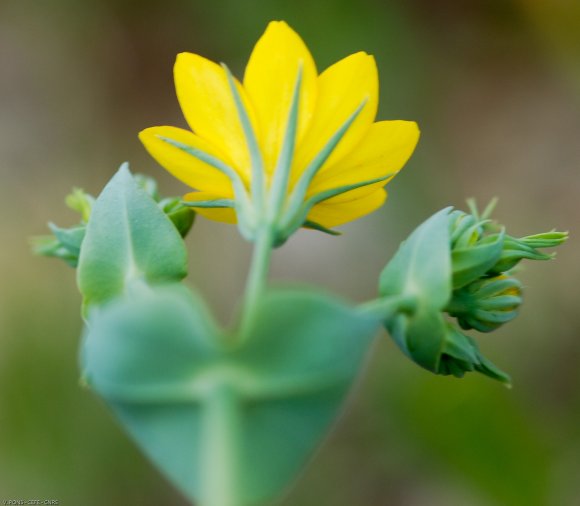 Blackstonia perfoliata (L.) Huds. Gentianaceae - Chlore perfolié