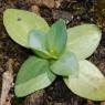 Blackstonia perfoliata (L.) Huds. Gentianaceae - Chlore perfolié