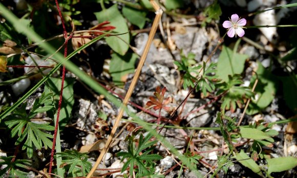 Geranium dissectum L. Geraniaceae-Géranium découpé