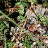 Geranium columbinum