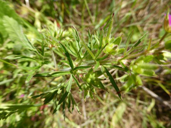 Geranium dissectum L. Geraniaceae-Géranium découpé