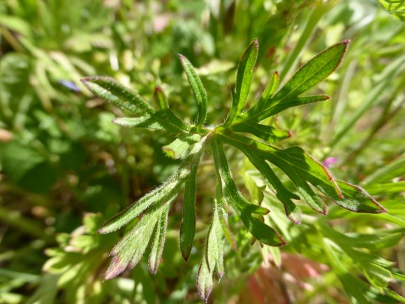 Geranium dissectum L. Geraniaceae-Géranium découpé