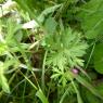 Geranium dissectum L. Geraniaceae-Géranium découpé