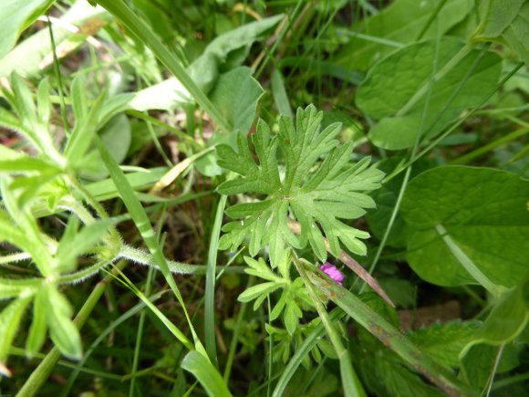 Geranium dissectum L. Geraniaceae-Géranium découpé