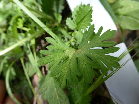 Geranium dissectum L. Geraniaceae-Géranium découpé