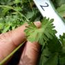 Geranium dissectum L. Geraniaceae-Géranium découpé