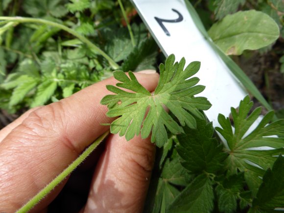 Geranium dissectum L. Geraniaceae-Géranium découpé