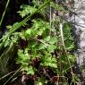 Geranium purpureum Vill. Geraniaceae Géramium pourpre