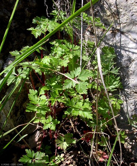 Geranium purpureum Vill. Geraniaceae Géramium pourpre