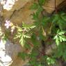 Geranium purpureum Vill. Geraniaceae Géramium pourpre