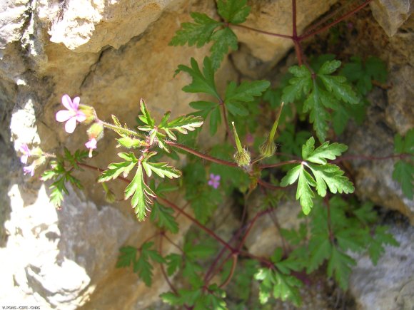 Geranium purpureum Vill. Geraniaceae Géramium pourpre