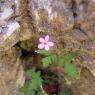 Geranium purpureum Vill. Geraniaceae Géramium pourpre