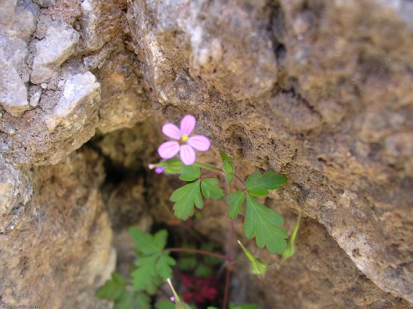 Geranium purpureum Vill. Geraniaceae Géramium pourpre