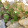 Geranium purpureum Vill. Geraniaceae Géramium pourpre