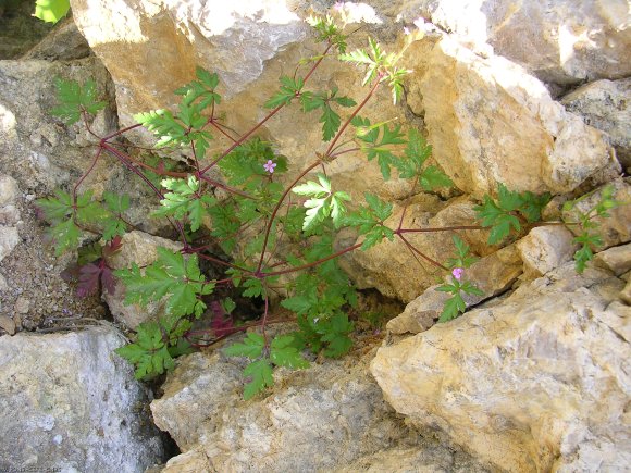 Geranium purpureum Vill. Geraniaceae Géramium pourpre