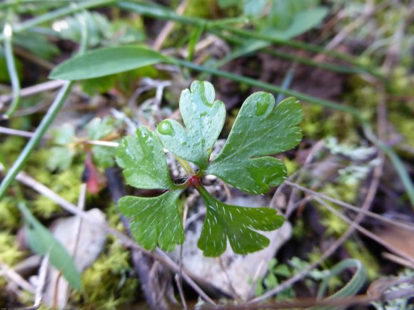 Geranium purpureum Vill. Geraniaceae Géramium pourpre