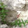 Hypericum perforatum L. Hypericaceae-Millepertuis