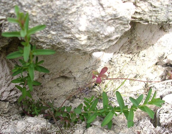 Hypericum perforatum L. Hypericaceae-Millepertuis